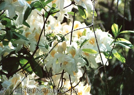 Rhododendron