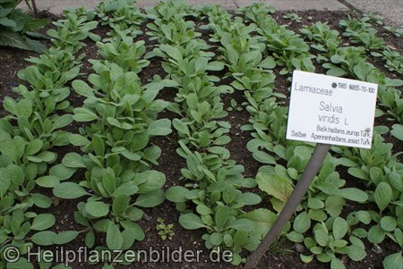 Salvia Viridis