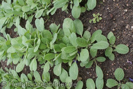 Salvia Viridis