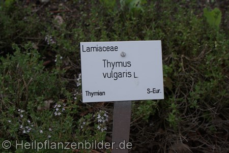 Thymian Vulgaris