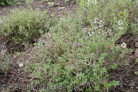 Thymian Vulgaris