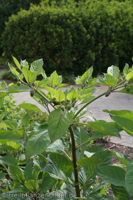 Tollkirsche Atropa Bella Donna