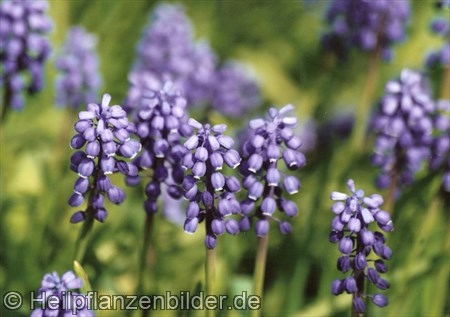 Trauben Hyazinthe Trauben Hyazinthe