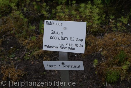 Waldmeister