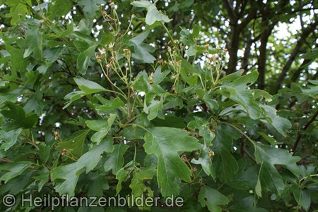 Weissdorn Crataegus Monogyna