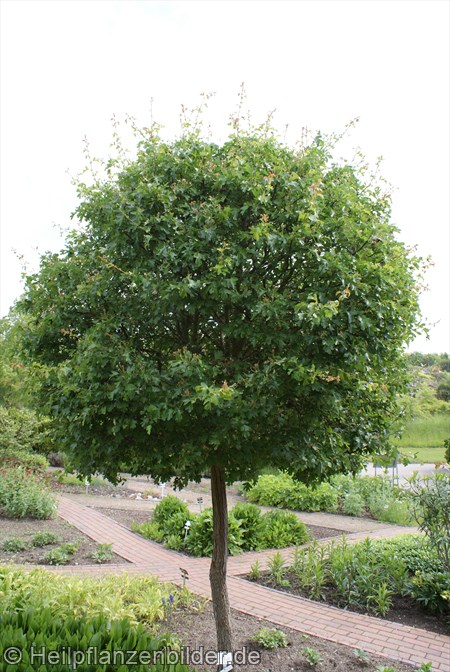 Weissdorn Crataegus Monogyna