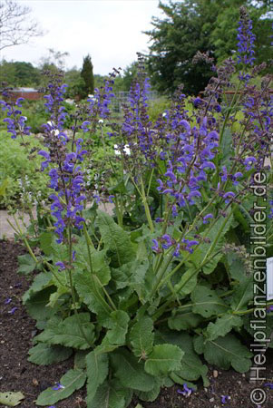 Wiesensalbei